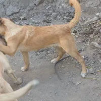 توله سرابی درجه۱