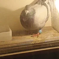 کبوتر پلاکی|پرنده|شهریار, شهرک اداری تندگویان|دیوار