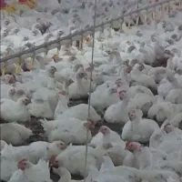 کارگر  مرغداری  خانواده  ویا مجرد دو نفر|استخدام صنعتی، فنی، مهندسی|شوط, |دیوار