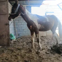 اسب|اسب و تجهیزات اسبسواری|مسجد سلیمان, |دیوار