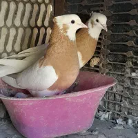 کفتر  رنگه جفتگاه و پرش طوقی ساده افشون