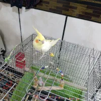 عروس‌هلندی.‌فول‌رام‌وسخنگو