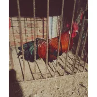 خروس فونیکس