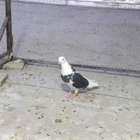 کفتر