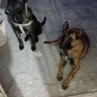 ژرمن مالینیوز|سگ|سیرجان, |دیوار