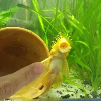 ماهی لجن خوار پوزه بوته ای میگوردچری گیاه شبیدی