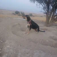 سگ لاس ژرمن و نر شهرکردی صحرایی