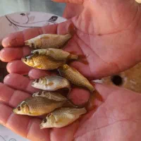 عرضه انواع بچه ماهی|ماهی|شوشتر, |دیوار