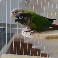 طوطی گرینچیک