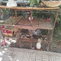 قفس مرغ و کبوتر