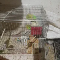 مرغ عشق|پرنده|لنجان, |دیوار