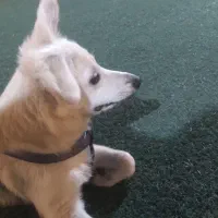 سگ گمشده.|سگ|دهدشت, |دیوار