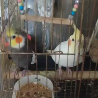 عروس هلندی جفت