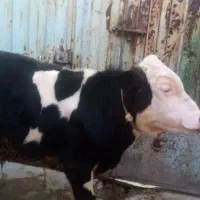 گوساله نر سیمینتال