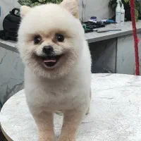 سگ پامر خرسی تیکاپ