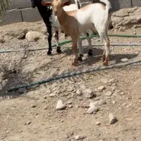 وارداتی|حیوانات مزرعه|شهرضا, |دیوار