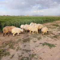 فروش میش بره دار