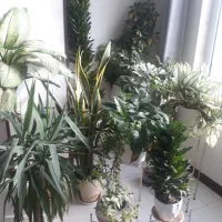 تعدادی گل آپارتمانی|گل و گیاه طبیعی|فردیس, فردیس|دیوار