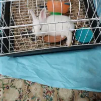 خرگوش گم شده