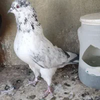نرو ماده گرفتنی