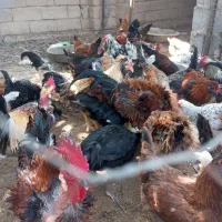 مرغ وخروس|حیوانات مزرعه|ریگ, |دیوار