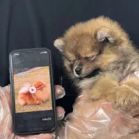 پامر خرسی عروسکی|سگ|رشت, دیلمان|دیوار