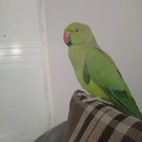 طوطی ملنگو آشتی خانگی حرف نمیزنه ولی بازیگوش هست