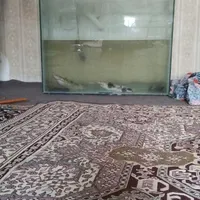 ۳ عدد ماهی ۴۰سانتی با اکواریوم ۸۰در۶۰|ماهی|نسیم‌شهر, |دیوار