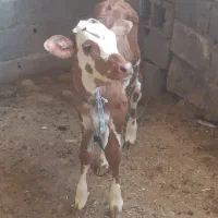 فروش گاو زاییده
