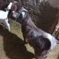 تکه یک ساله وچاق مناسب برای قربانی