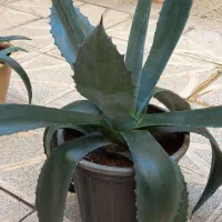 آگاو سبز ولوکس ریشه پرس