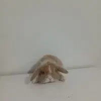 بچه خرگوش لوپ اصل  دانه