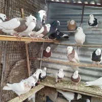 طوقی|پرنده|همدان, |دیوار