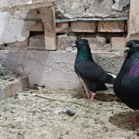 کبوتر رنگی|پرنده|سوسنگرد, |دیوار