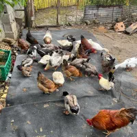 خروس قرمز جوان