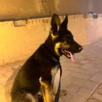 فروش ژرمن ۴ماهه