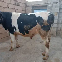 گاو نر فول گوشت