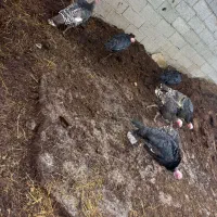 بوقلمون  ۳۵۰|حیوانات مزرعه|تالش, جوکندان|دیوار