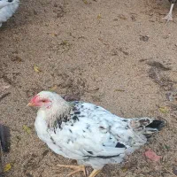 فروش مرغ و خروس شش ماهه|حیوانات مزرعه|املش, |دیوار