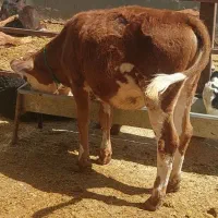 ۲عددگوساله ماده سیمینتال قرمز۴ماهه مادر۳۰کیلو شیر