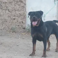ماده رتوایلر