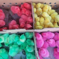 کارخانه جوجه رنگیh،محلی جهادگلپاk  اردک پکنib