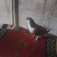 کبوتر رنگی|پرنده|اهواز, منبع اب|دیوار