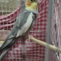 عروس هلندی نر، جفت مرغ عشق|پرنده|رشت, پیرکلاچای|دیوار