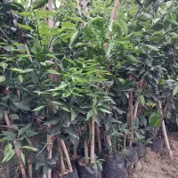 فروش یکجا نهالهای نارنج و پرتقال باردار و بدون بار|خدمات باغبانی و درختکاری|قائمشهر, |دیوار