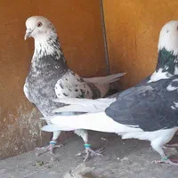 کبوترشازده|حیوانات|اصفهان, قائمیه|دیوار