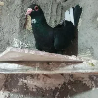 پلنگ نر عطیغه درشت خوش سو