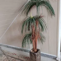 دکوری نخل