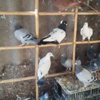 کبوتر پرشی آلمانی