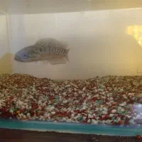 چانا آسیاتیکا ۱۲الی۱۵ سانت